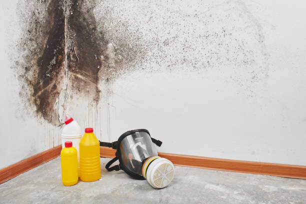 Best HVAC Mold Remediation in Quitman, GA