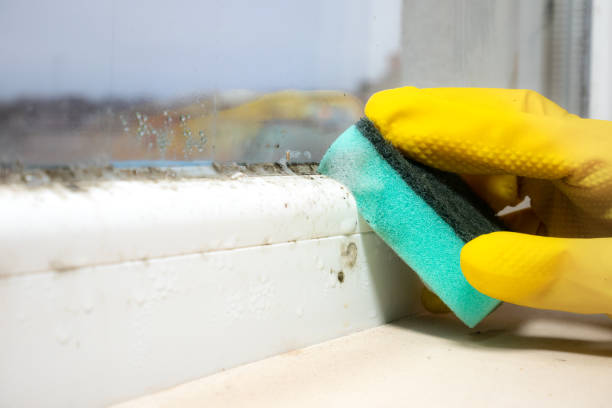 Best Bathroom Mold Remediation in Quitman, GA