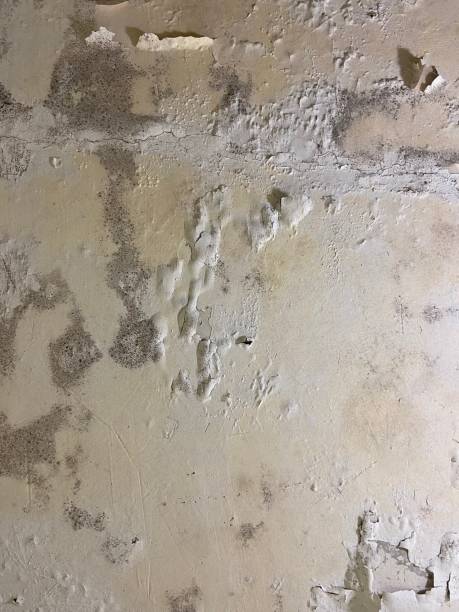 Best Mold Remediation for Specific Building Types in Quitman, GA