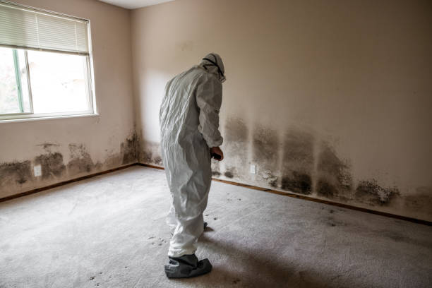 Trusted Quitman, GA Mold Remediation Experts