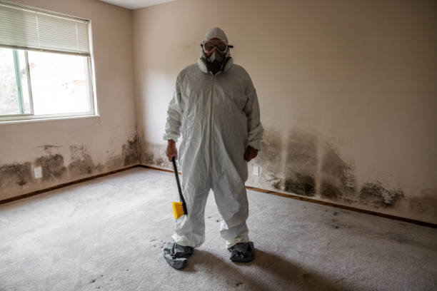 Best Insurance-Related Mold Remediation in Quitman, GA