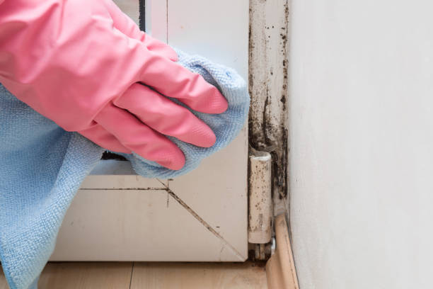Best Residential Mold Remediation in Quitman, GA
